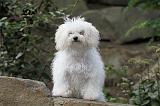 BICHON BOLONAIS 003